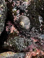 Cellana exarata