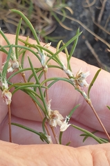 Laxmannia orientalis