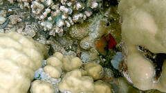 Labracinus cyclophthalmus