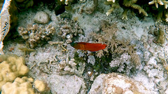 Labracinus cyclophthalmus