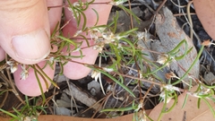 Laxmannia orientalis