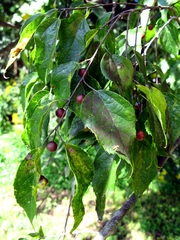 Celtis laevigata laevigata