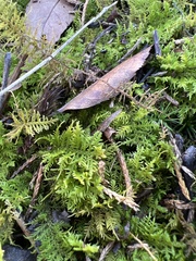 Thuidium