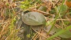Pyrola asarifolia incarnata