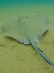 Hypanus berthalutzae