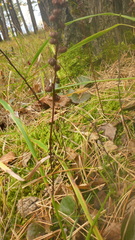 Pyrola asarifolia incarnata