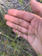 Euphorbia curtisii