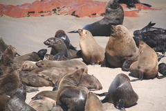 Arctocephalus pusillus pusillus