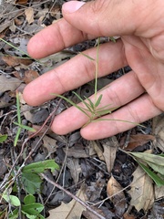 Euphorbia curtisii