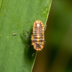 Drosicha