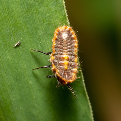 Drosicha