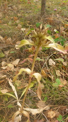 Gentiana macrophylla