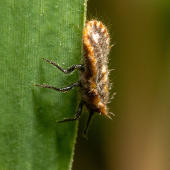 Drosicha