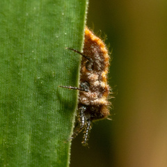 Drosicha