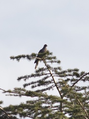Patagioenas fasciata