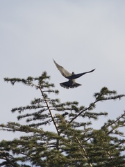 Patagioenas fasciata