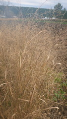 Panicum miliaceum ruderale
