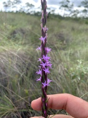 Liatris chapmanii