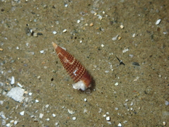 Cerithiopsidae