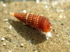 Cerithiopsidae