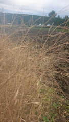 Panicum miliaceum ruderale