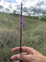 Liatris chapmanii