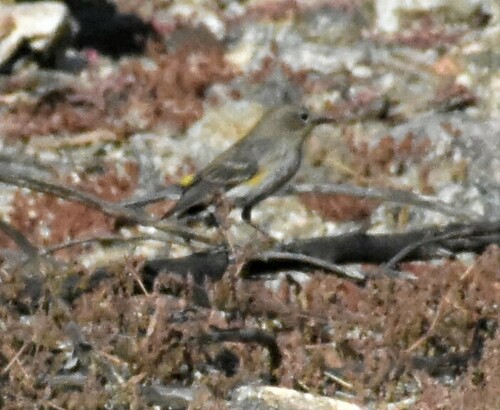 iNaturalist observation photo of Yellow-rumped Warbler