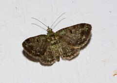 Pasiphila rectangulata