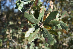 Quercus mohriana