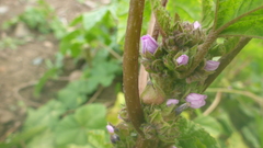 Malva verticillata