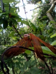 Neurothemis terminata