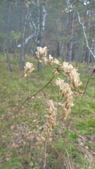 Actaea cimicifuga