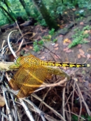 Neurothemis terminata