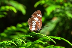 Neptis rivularis