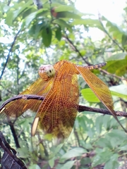 Neurothemis terminata