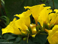 Cordia lutea