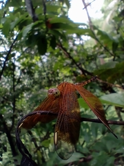 Neurothemis terminata