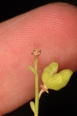 Thamnosma texana