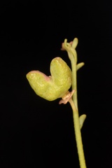 Thamnosma texana