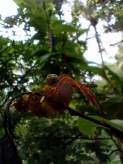 Neurothemis terminata