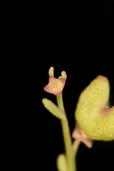 Thamnosma texana