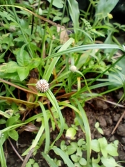 Cyperus mindorensis
