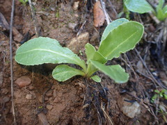 Primula clevelandii