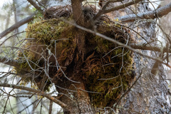 Chrysomyxa arctostaphyli