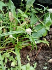 Cyperus mindorensis