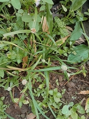 Cyperus mindorensis