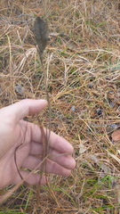 Hemerocallis minor