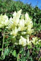 Oxytropis sericea