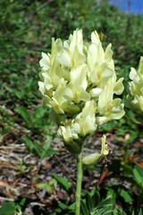 Oxytropis sericea