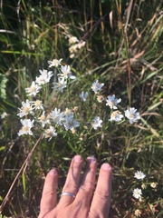Solidago ptarmicoides